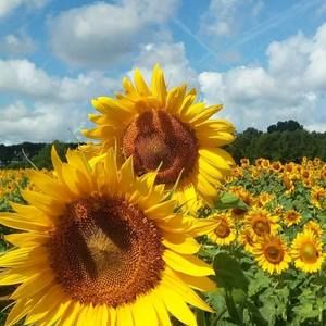 Meet your Posher, Yelena